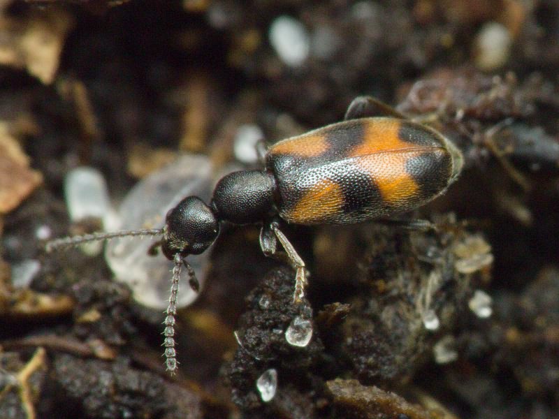 Anthicus antherinus (Linnaeus, 1761)